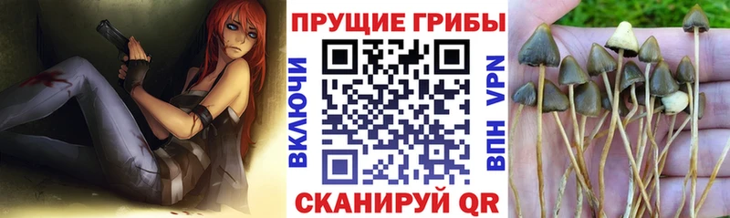 omg вход  Куровское  Галлюциногенные грибы GOLDEN TEACHER 